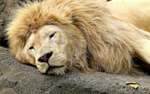The king of the forest lies on the rock from Chrome web store to be run with OffiDocs Chromium online The king of the forest lies on the rock from Chrome web store to be run with OffiDocs Chromium online