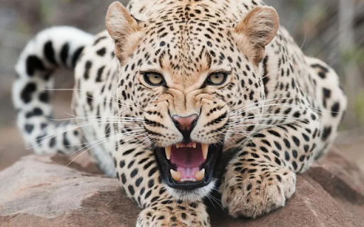 The Leopard: A Master of Stealth and Strength from Chrome web store to be run with OffiDocs Chromium online The Leopard: A Master of Stealth and Strength from Chrome web store to be run with OffiDocs Chromium online