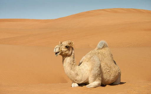 The Majestic Camel from Chrome web store to be run with OffiDocs Chromium online The Majestic Camel from Chrome web store to be run with OffiDocs Chromium online