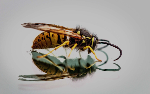 The painted bee from Chrome web store to be run with OffiDocs Chromium online The painted bee from Chrome web store to be run with OffiDocs Chromium online