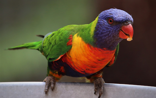 The parrot stands out from Chrome web store to be run with OffiDocs Chromium online The parrot stands out from Chrome web store to be run with OffiDocs Chromium online