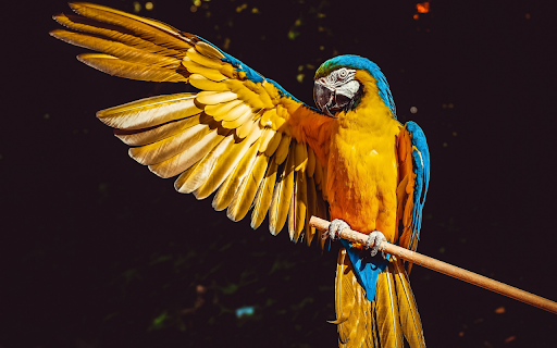 The Parrot yellow from Chrome web store to be run with OffiDocs Chromium online The Parrot yellow from Chrome web store to be run with OffiDocs Chromium online