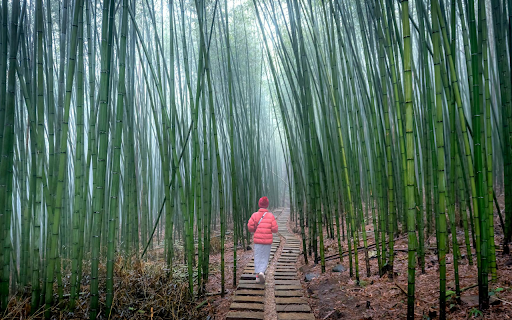 The Path Between Bamboo Forest from Chrome web store to be run with OffiDocs Chromium online The Path Between Bamboo Forest from Chrome web store to be run with OffiDocs Chromium online