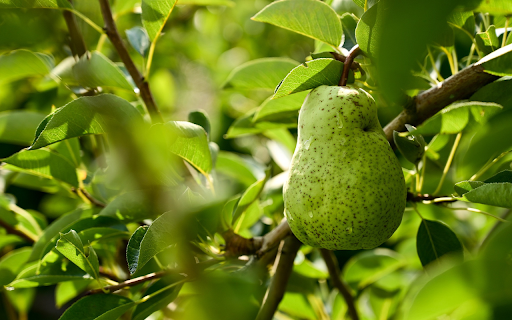 The pear was stung by a bee from Chrome web store to be run with OffiDocs Chromium online The pear was stung by a bee from Chrome web store to be run with OffiDocs Chromium online