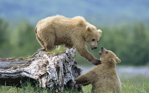 The Pizzly Bear: A Rare Hybrid of the Arctic and the Wild from Chrome web store to be run with OffiDocs Chromium online The Pizzly Bear: A Rare Hybrid of the Arctic and the Wild from Chrome web store to be run with OffiDocs Chromium online
