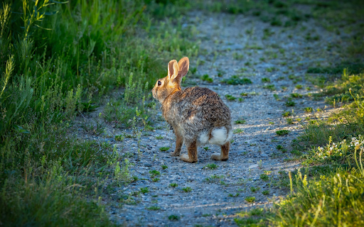 The Rabbit in the Middle of the Road from Chrome web store to be run with OffiDocs Chromium online The Rabbit in the Middle of the Road from Chrome web store to be run with OffiDocs Chromium online
