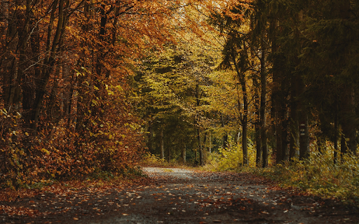 The road into the forest from Chrome web store to be run with OffiDocs Chromium online The road into the forest from Chrome web store to be run with OffiDocs Chromium online