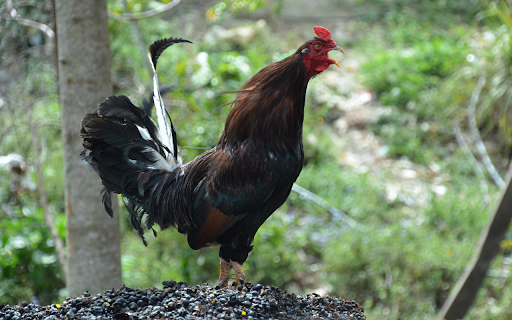 The Rooster Crows from Chrome web store to be run with OffiDocs Chromium online The Rooster Crows from Chrome web store to be run with OffiDocs Chromium online
