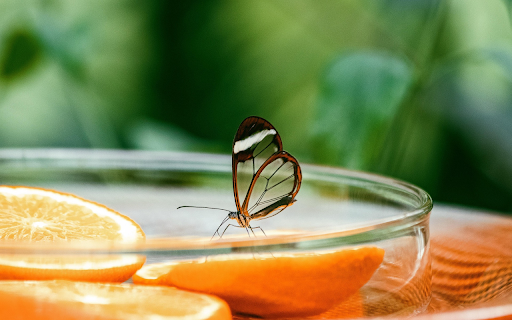 The scent of orange wafts sweetly from Chrome web store to be run with OffiDocs Chromium online The scent of orange wafts sweetly from Chrome web store to be run with OffiDocs Chromium online