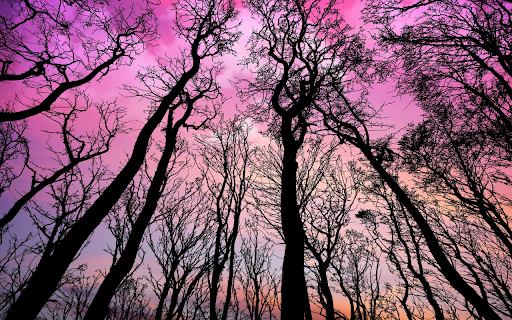 The sky turned pink from Chrome web store to be run with OffiDocs Chromium online The sky turned pink from Chrome web store to be run with OffiDocs Chromium online