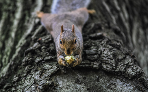 The squirrel lies on the tree from Chrome web store to be run with OffiDocs Chromium online The squirrel lies on the tree from Chrome web store to be run with OffiDocs Chromium online