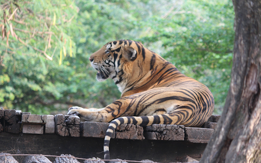 The striped tiger lies cool from Chrome web store to be run with OffiDocs Chromium online The striped tiger lies cool from Chrome web store to be run with OffiDocs Chromium online