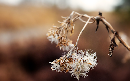 The tree dries and the flowers fade from Chrome web store to be run with OffiDocs Chromium online The tree dries and the flowers fade from Chrome web store to be run with OffiDocs Chromium online
