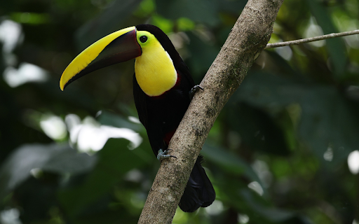 The Yellow billed Bird from Chrome web store to be run with OffiDocs Chromium online The Yellow billed Bird from Chrome web store to be run with OffiDocs Chromium online