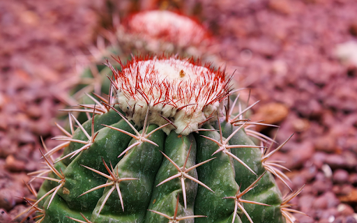 Thorny cactus and flower sprouts from Chrome web store to be run with OffiDocs Chromium online Thorny cactus and flower sprouts from Chrome web store to be run with OffiDocs Chromium online