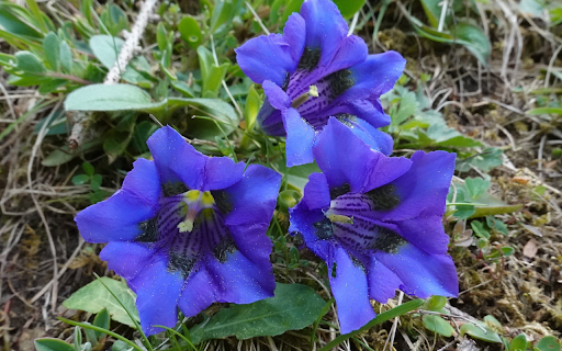 Three blue flowers from Chrome web store to be run with OffiDocs Chromium online Three blue flowers from Chrome web store to be run with OffiDocs Chromium online