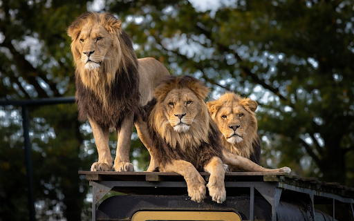 Three lions from Chrome web store to be run with OffiDocs Chromium online Three lions from Chrome web store to be run with OffiDocs Chromium online