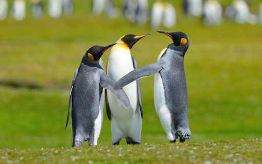 Three Penguins: A Trio of Playful Ice Explorers from Chrome web store to be run with OffiDocs Chromium online Three Penguins: A Trio of Playful Ice Explorers from Chrome web store to be run with OffiDocs Chromium online