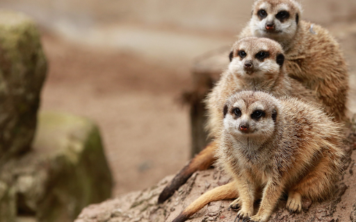 Three weasels from Chrome web store to be run with OffiDocs Chromium online Three weasels from Chrome web store to be run with OffiDocs Chromium online