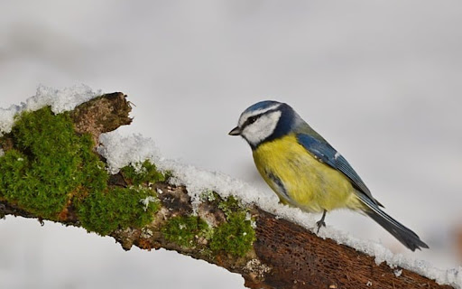 TIT THEME from Chrome web store to be run with OffiDocs Chromium online TIT THEME from Chrome web store to be run with OffiDocs Chromium online