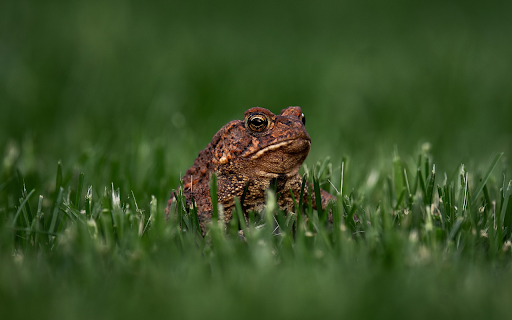 Toad and Green Grass from Chrome web store to be run with OffiDocs Chromium online Toad and Green Grass from Chrome web store to be run with OffiDocs Chromium online