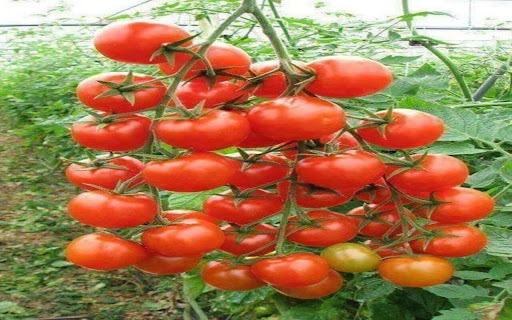 tomato wallpaper from Chrome web store to be run with OffiDocs Chromium online tomato wallpaper from Chrome web store to be run with OffiDocs Chromium online