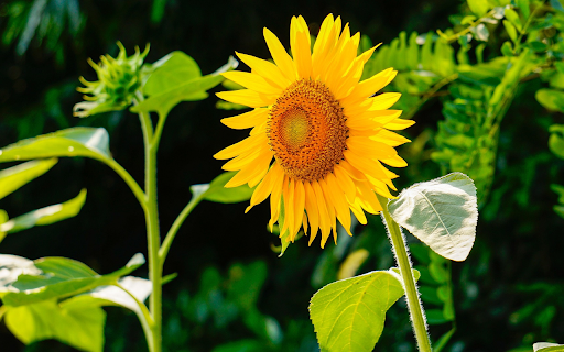 Toward the sun from Chrome web store to be run with OffiDocs Chromium online Toward the sun from Chrome web store to be run with OffiDocs Chromium online