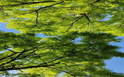 Tree canopy viewed from below wallpaper from Chrome web store to be run with OffiDocs Chromium online Tree canopy viewed from below wallpaper from Chrome web store to be run with OffiDocs Chromium online