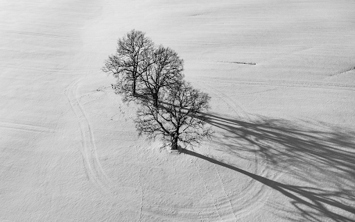 Trees and snow from Chrome web store to be run with OffiDocs Chromium online Trees and snow from Chrome web store to be run with OffiDocs Chromium online