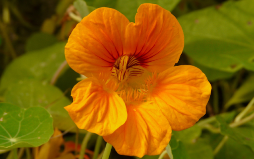 Tropaeolum majus – A Burst of Color and Versatility from Chrome web store to be run with OffiDocs Chromium online Tropaeolum majus – A Burst of Color and Versatility from Chrome web store to be run with OffiDocs Chromium online