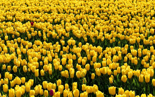 TULIP THEME from Chrome web store to be run with OffiDocs Chromium online TULIP THEME from Chrome web store to be run with OffiDocs Chromium online
