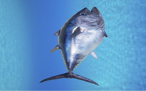 tuna fish wallpaper from Chrome web store to be run with OffiDocs Chromium online tuna fish wallpaper from Chrome web store to be run with OffiDocs Chromium online