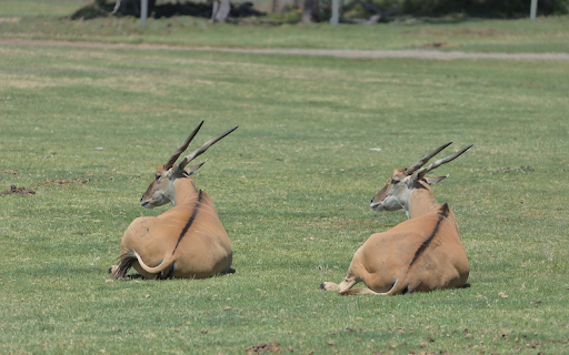 Two antelopes lying on the grass from Chrome web store to be run with OffiDocs Chromium online Two antelopes lying on the grass from Chrome web store to be run with OffiDocs Chromium online