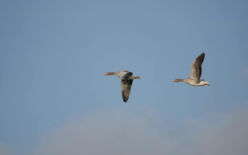 Two birds from Chrome web store to be run with OffiDocs Chromium online Two birds from Chrome web store to be run with OffiDocs Chromium online