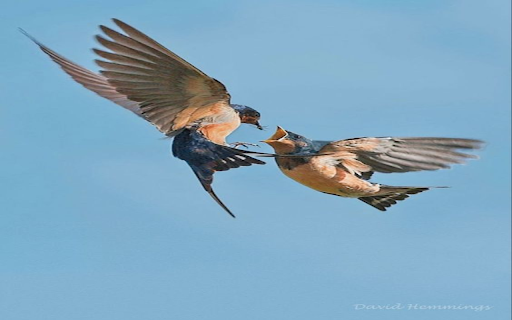 Two birds flying Wallpaper from Chrome web store to be run with OffiDocs Chromium online Two birds flying Wallpaper from Chrome web store to be run with OffiDocs Chromium online