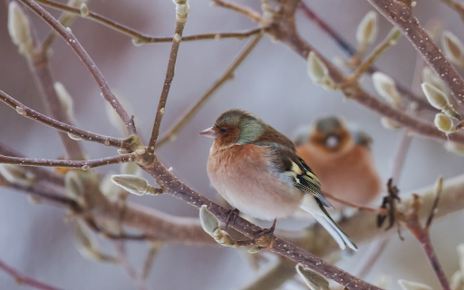 Two birds perched on a branch from Chrome web store to be run with OffiDocs Chromium online Two birds perched on a branch from Chrome web store to be run with OffiDocs Chromium online