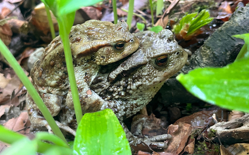Two Brown Frogs from Chrome web store to be run with OffiDocs Chromium online Two Brown Frogs from Chrome web store to be run with OffiDocs Chromium online