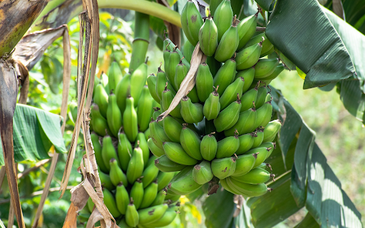 Two bunches of banana leaves from Chrome web store to be run with OffiDocs Chromium online Two bunches of banana leaves from Chrome web store to be run with OffiDocs Chromium online