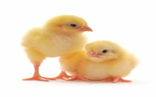 two chicks wallpaper from Chrome web store to be run with OffiDocs Chromium online two chicks wallpaper from Chrome web store to be run with OffiDocs Chromium online