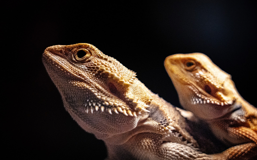 Two dragon lizards from Chrome web store to be run with OffiDocs Chromium online Two dragon lizards from Chrome web store to be run with OffiDocs Chromium online