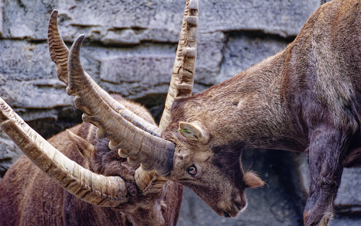 Two goats butting their horns from Chrome web store to be run with OffiDocs Chromium online Two goats butting their horns from Chrome web store to be run with OffiDocs Chromium online
