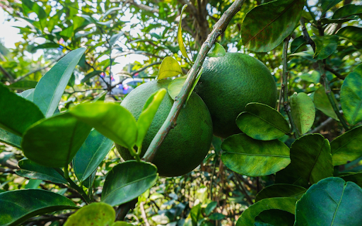 Two green oranges from Chrome web store to be run with OffiDocs Chromium online Two green oranges from Chrome web store to be run with OffiDocs Chromium online