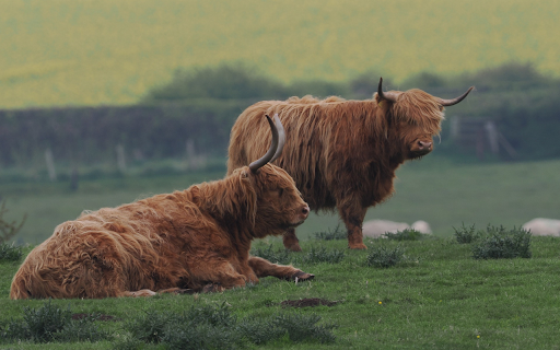 Two Highland Cows from Chrome web store to be run with OffiDocs Chromium online Two Highland Cows from Chrome web store to be run with OffiDocs Chromium online