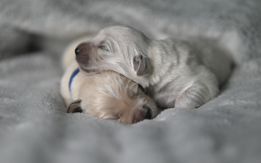 Two lovely poodles from Chrome web store to be run with OffiDocs Chromium online Two lovely poodles from Chrome web store to be run with OffiDocs Chromium online