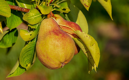 Two pears from Chrome web store to be run with OffiDocs Chromium online Two pears from Chrome web store to be run with OffiDocs Chromium online