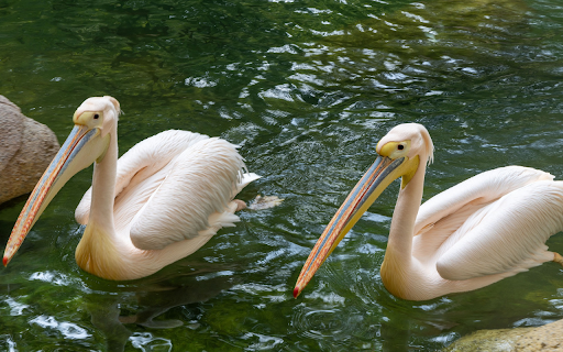 Two pink pelicans from Chrome web store to be run with OffiDocs Chromium online Two pink pelicans from Chrome web store to be run with OffiDocs Chromium online