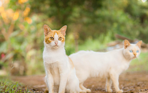Two Pretty Cats from Chrome web store to be run with OffiDocs Chromium online Two Pretty Cats from Chrome web store to be run with OffiDocs Chromium online