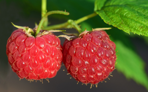 Two raspberries from Chrome web store to be run with OffiDocs Chromium online Two raspberries from Chrome web store to be run with OffiDocs Chromium online