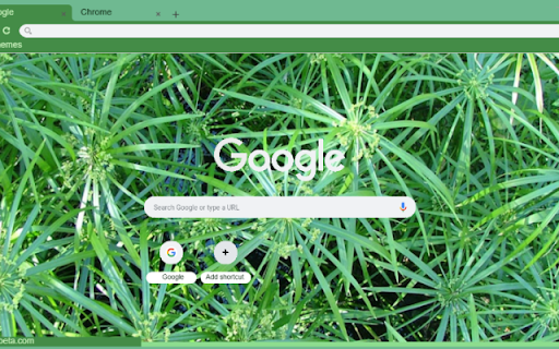 Umbrella Sedge from Chrome web store to be run with OffiDocs Chromium online Umbrella Sedge from Chrome web store to be run with OffiDocs Chromium online