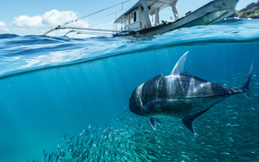 Underwater Life: Fish and Boat from Chrome web store to be run with OffiDocs Chromium online Underwater Life: Fish and Boat from Chrome web store to be run with OffiDocs Chromium online